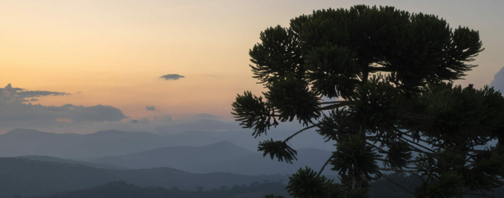 Pôr do sol em uma montanha com uma araucária em primeiro plano